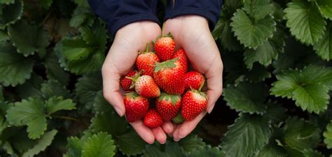 great  pick farms  visit  edmonton  summer