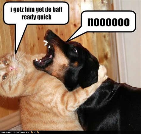 Funny Collection: Funny Cats and Dogs