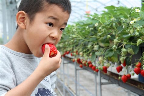 12 Strawberry Picking Locations In And Near Tokyo To Visit This Spring Savvy Tokyo