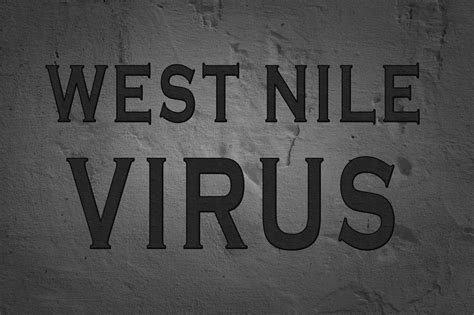 Febbre Del Nilo Casi In Italia Sintomi E Cure Della West Nile Fever