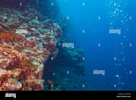 Coral reef with soft and hard corals Stock Photo - Alamy