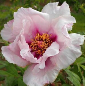 Hermann Krupke Tree Peony Halifax Perennials Inc