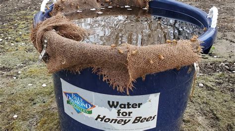 Water For Bees Learn How To Create A Simple Watering Station For Bees