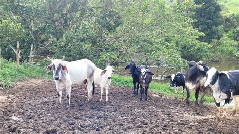 acabando de tirar o leite e soltando as vacas roça vidanaroça