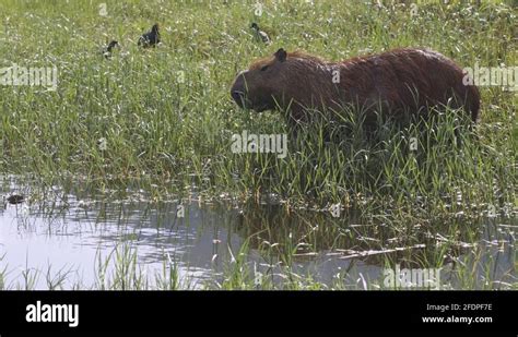 Giant capybara Stock Videos & Footage - HD and 4K Video Clips - Alamy