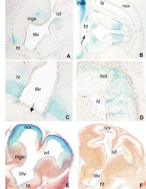 Figure From Ttf Nkx Up Regulates The In Vivo Transcription Of