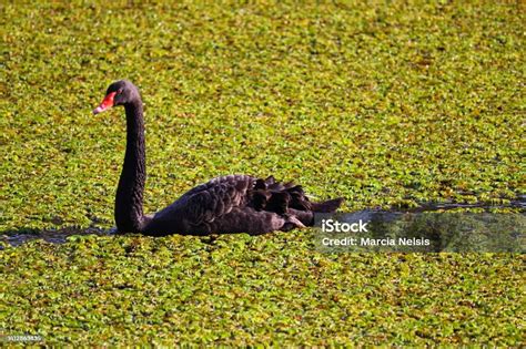 The Stunning Beauty Of The Black Swan Stock Photo Download Image Now