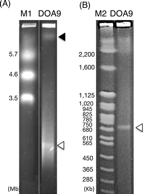 Pulse Field Gel Electrophoresis Of Bradyrhizobium Sp Doa9 Genomic