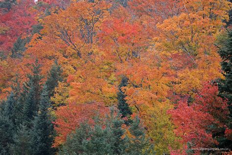 Fall Colour Report | Algonquin Provincial Park | The Friends of ...