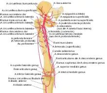 Arteria Femoralis Wiki