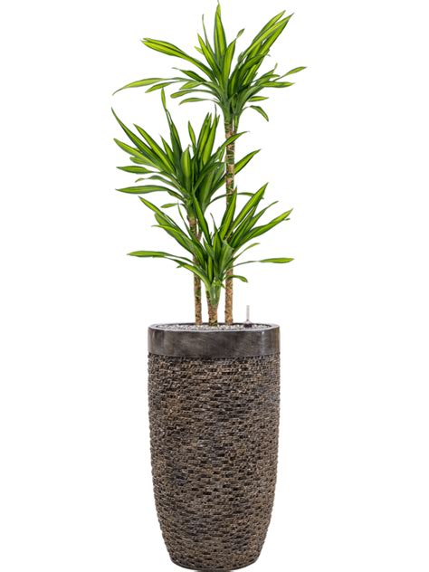 Dracaena Fragrans Riki Donica Baq Luxe Lite Universe Layer System