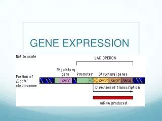 gene expression powerpoint    id