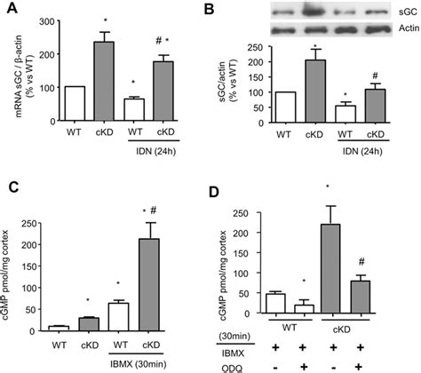 Renal Ilk Depletion Increases Soluble Guanylate Cyclase Sgc