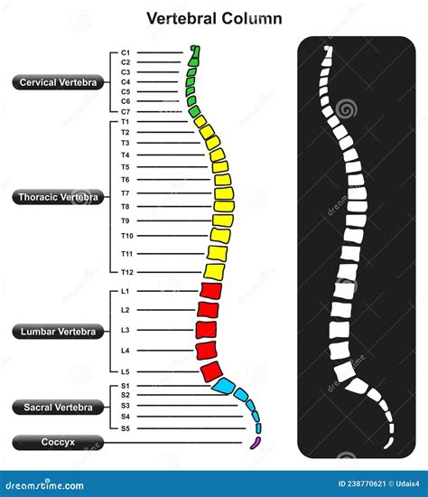 Vertebral Column Anatomy Infographic Diagram With Spine Vertebra