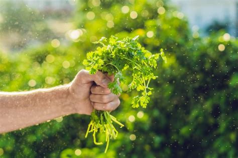 Mano Sujetando Cilantro Con Gotas De Agua Foto Premium