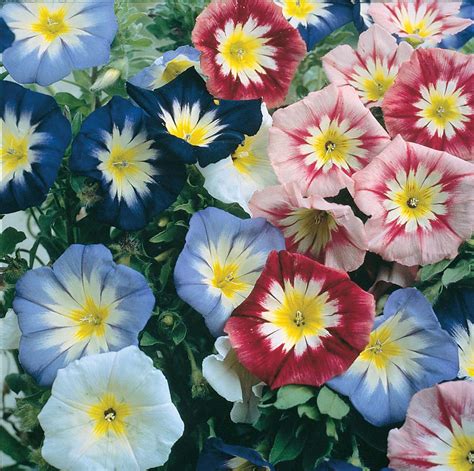 Convolvulus Flagship Mixed Flower Seeds - VIRIDIS HORTUS