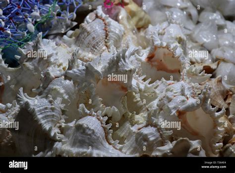 Sea Shells In The Market Conch Shells At Puri Sea Beach Evening Market