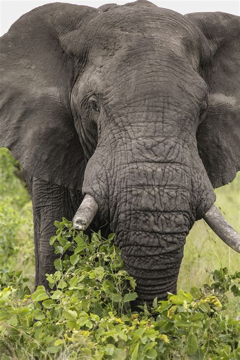 Ingyenes képek játszma meccs vadvilág vad természetes Afrika