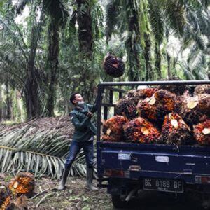 Berita Sawit Berikut Pemanfaatan Limbah Sawit Untuk Keberlanjutan