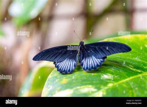 Closeup Macro View Of Tropical Butterfly Of Jungle Heliconius