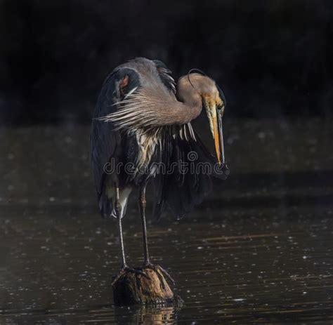 Great Blue Heron Preening Stock Image Image Of Heron