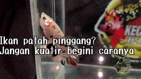 Ikan Cupang Patah Pinggang Youtube