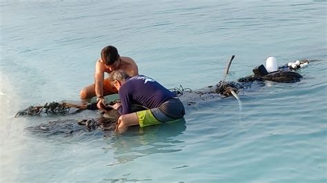 Two Olive Ridley Turtles Trapped Ocean Dimensions