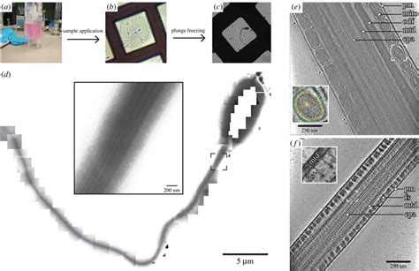 Cryo Et Of Pig Sperm Ac The General Cryo Et Workflow Involves