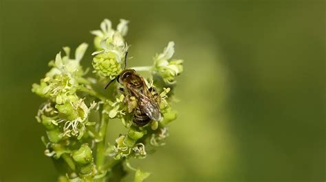 Halictus Seladonia Subaurata Halictidae Hymenoptera Butine Sur