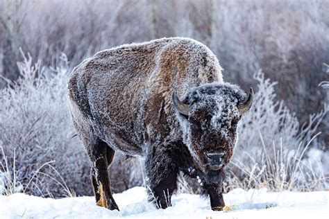 Snowy Winter Bison Photograph - Jeff Bernhard Photography