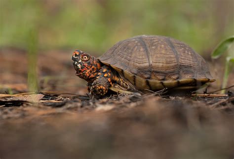 Three Toed Box Turtle A Pretty Terrapene Carolina Triungui Flickr