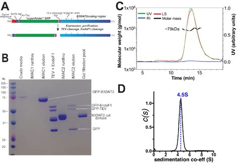 Expression Structure And Dimerization Of The Catalytic Domain Of Human