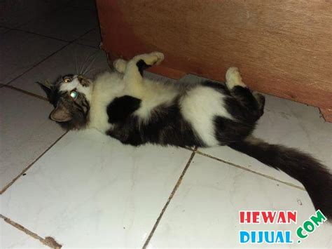 [Dijual] Kucing Persia Jantan | HewanDijual.com