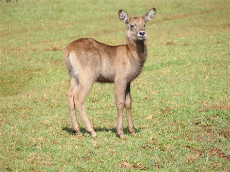 Mt. Kenya National Park | EMI Travel