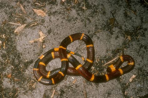 Eastern Coral Snake Snakes Nature In Focus