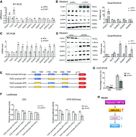 Transcription Factor Foxp Activates The Transcription Of Tug And