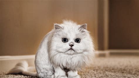 9 Inspirational Cat Haircut Styles For Your Feline