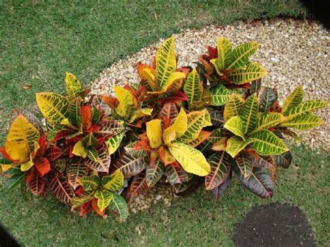 Crotón cómo cuidar esta hermosa planta tricolor que puede sobrevivir