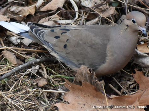 Dove with white tail feathers - FeederWatch