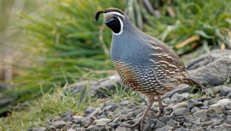 California Quail Characteristics Traits And Care Tips