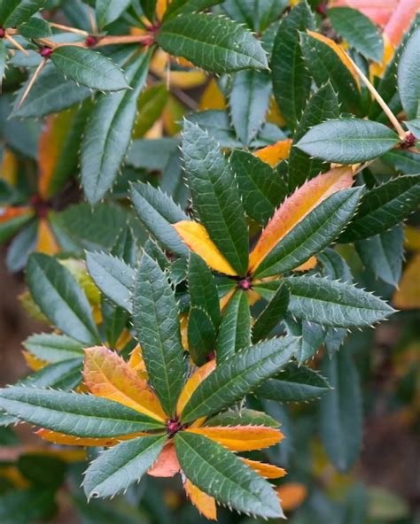 Berberis julianae: characteristics, care and pests - DIY Gardens