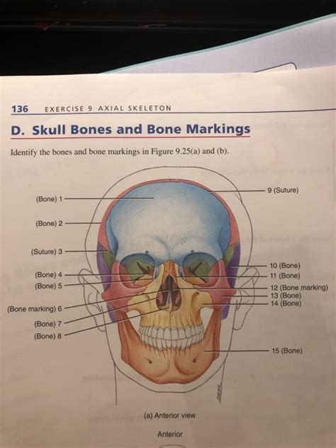 Solved 136 EXERCISE 9 AXIAL SKELETON D Skull Bones And Bone Chegg