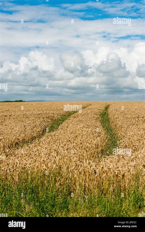 Green Wheatfield Hi Res Stock Photography And Images Alamy