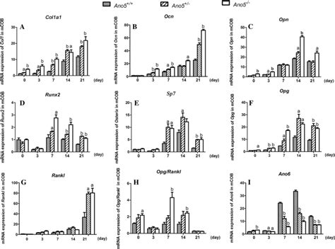 Osteogenesis Related Gene Expression In Mcobs From Ano5 And Ano5−−