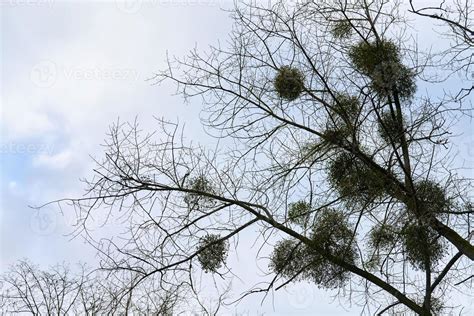 Viscum shrubs on tree branches 10708863 Stock Photo at Vecteezy