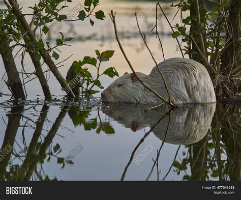 Albino Nutria Invasive Image Photo Free Trial Bigstock