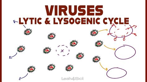 Lytic And Lysogenic Cycles Of Virus Replication Youtube