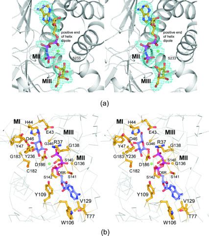 Molecular Structure Of Human Galactokinase Journal Of Biological