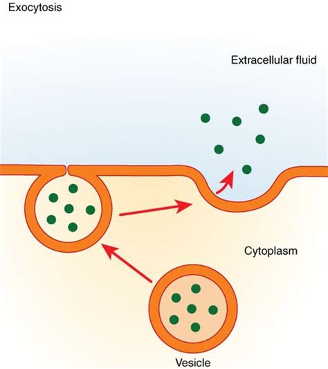 Endocytosis Vs Exocytosis - Definitions, Types of Exocytosis