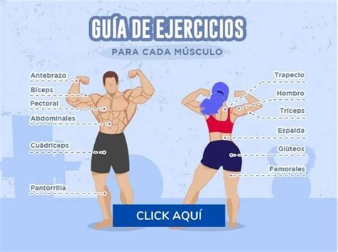 Los Mejores Ejercicios Por Grupo Muscular Rutinas De Entrenamiento